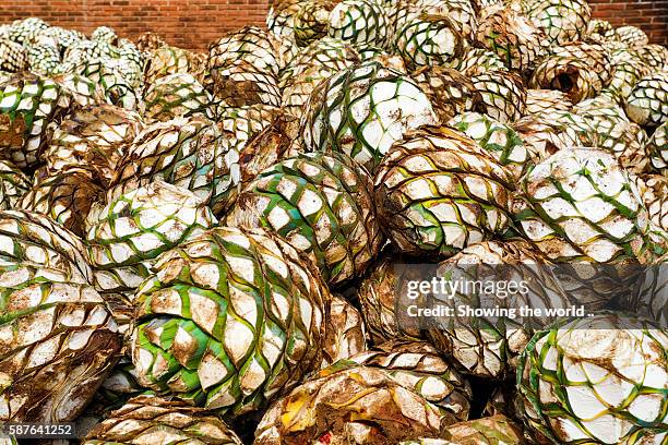 landscape blue agave in jesus maria, jalisco - blue agave plant stock pictures, royalty-free photos & images