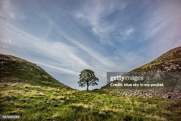 a young boy at sycamore gap on the hadrians wall - distant hills stock pictures, royalty-free photos & images