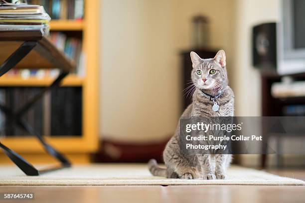 gray tabby cat sitting indoors - cat with collar stockfoto's en -beelden