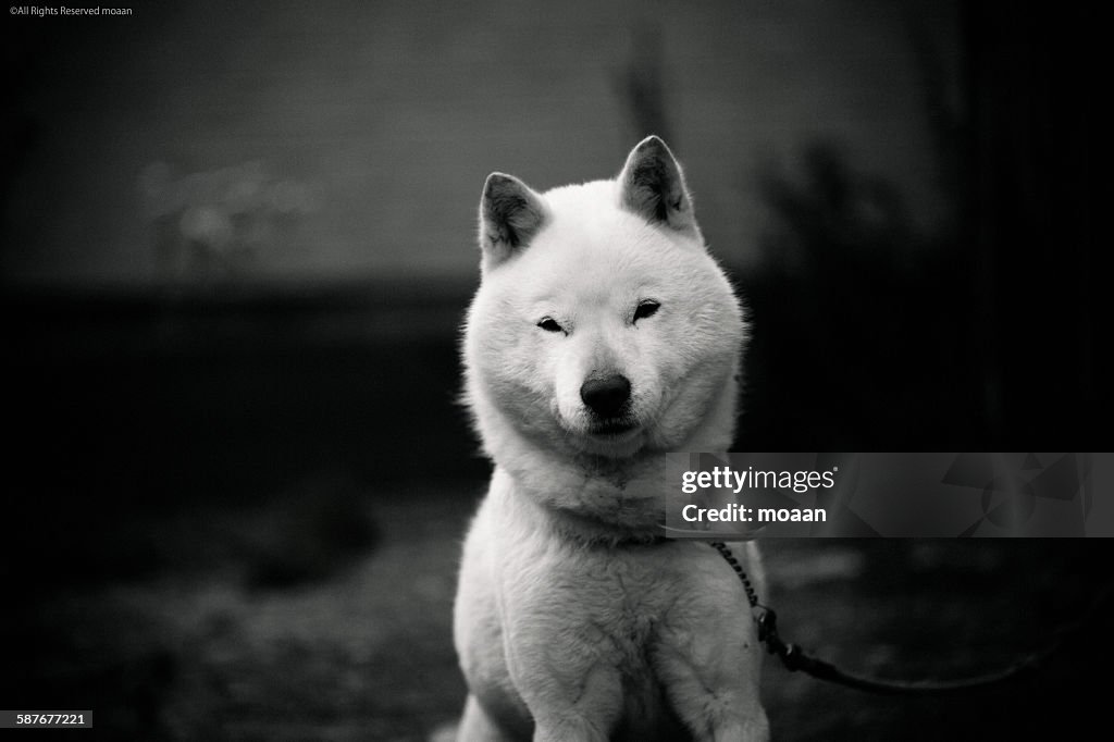 Portrait of a dog