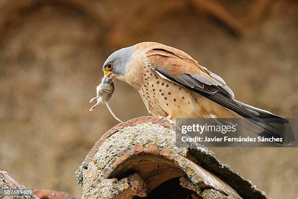 Kestrel Rear View Kestrel View Photos and Premium High Res Pictures - Getty Images