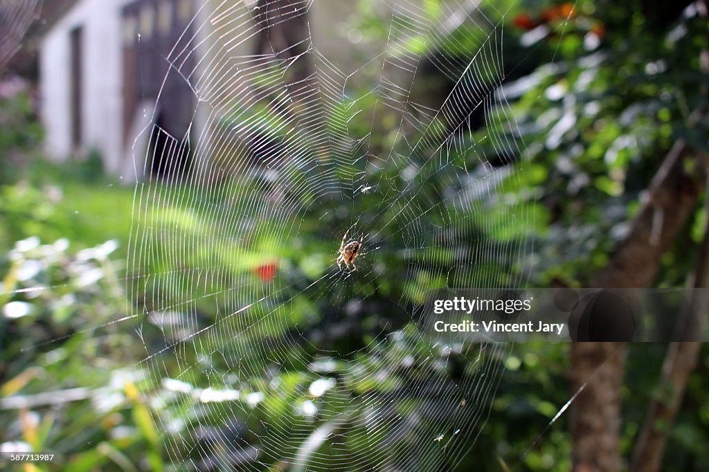 Spider web