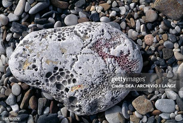 Porous Sea Rocks 736 Porous Rock Stock Photos, High-Res Pictures, and Images - Getty Images