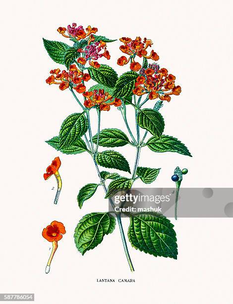 big-sage (lantana camara) - lantana stock illustrations