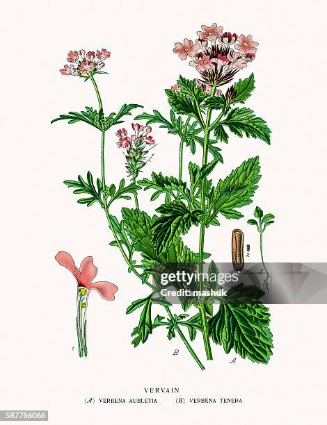 vervain or verbena - vervain stock illustrations
