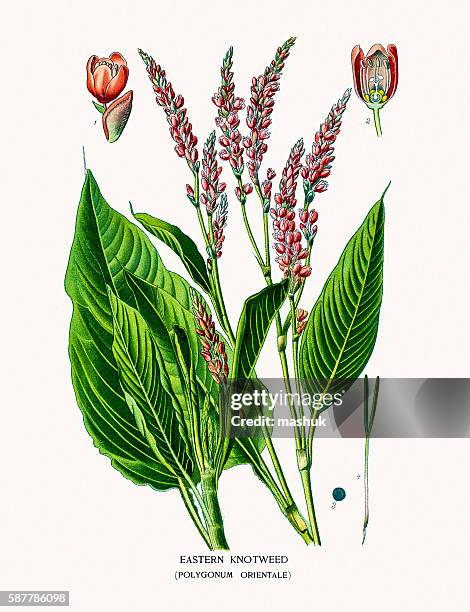 eastern knotweed - knotweed stock illustrations