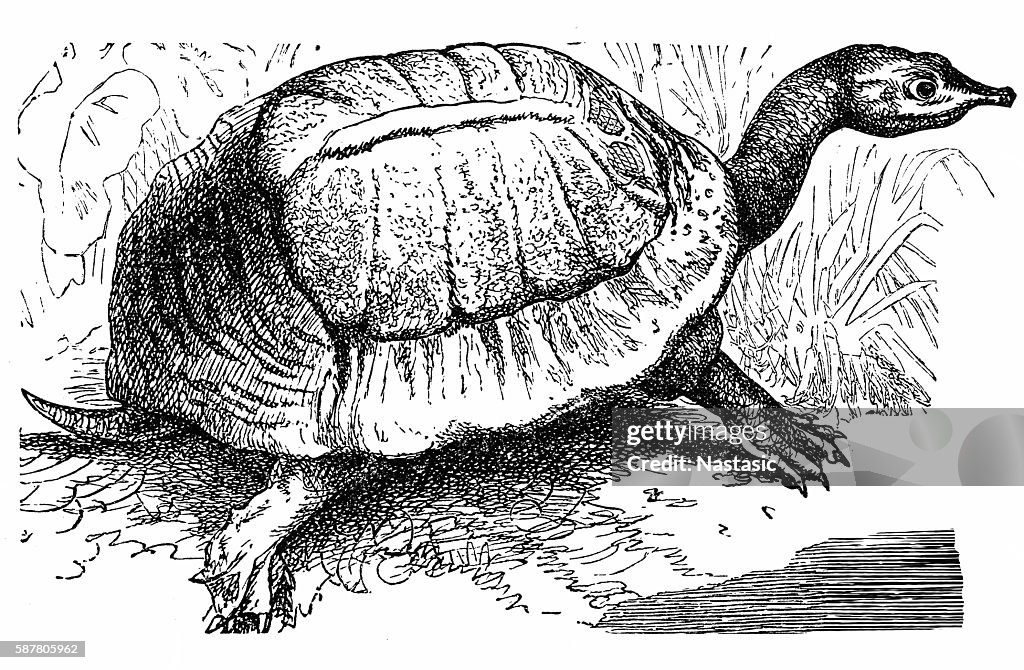 Florida Softshell Schildkröte - Apalone ferox