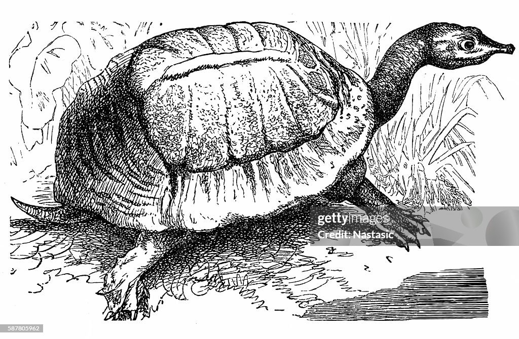 Florida softshell turtle - Apalone ferox