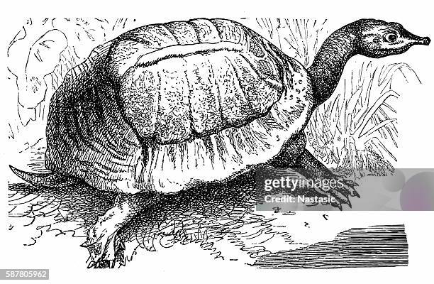 florida softshell turtle - apalone ferox - florida softshell turtle stock illustrations