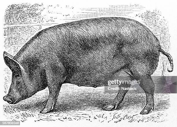 tamworth pig - pig stock illustrations