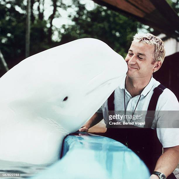 white whale kissing keeper - zoowärter stock-fotos und bilder