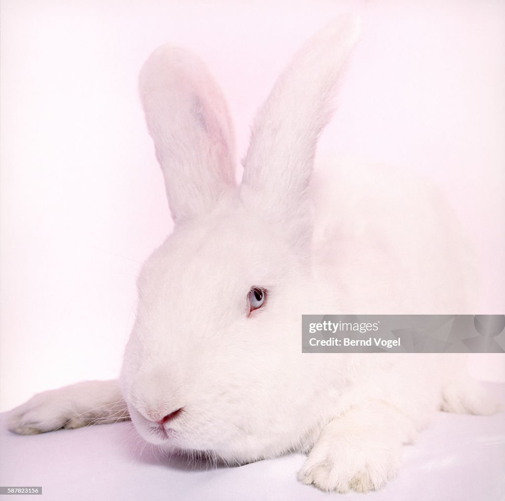 White Rabit High-Res Stock Photo - Getty Images
