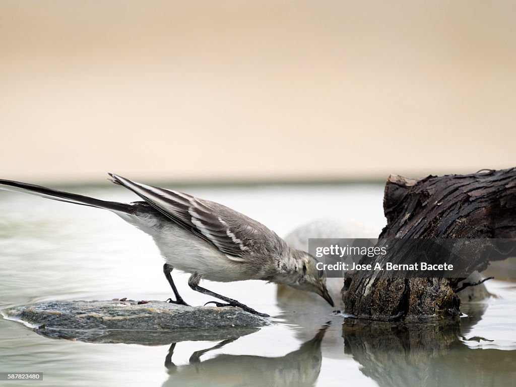 Juvenile White Wagtail (Motacilla alba) ),drinking inside the water. It is a species of bird paseriforme of the family Motacillidae.