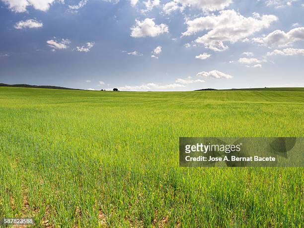 field of green wheat in spring with a luminous blue sky. - mittag stock-fotos und bilder