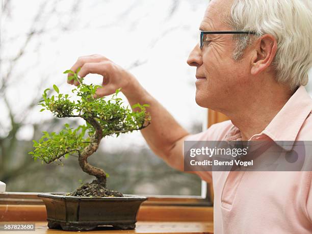 man caring for bonsai tree - bonsai stock-fotos und bilder