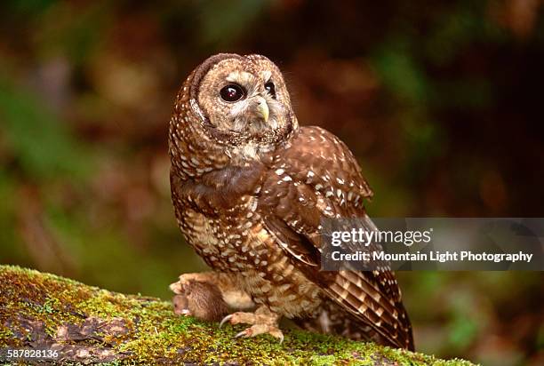 Spotted Owl With Mouse