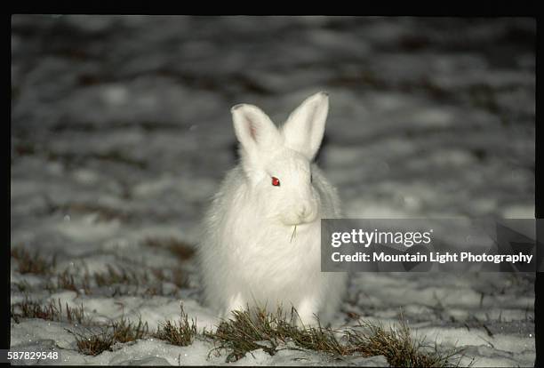 Arctic Hare Eating Winter Grasses