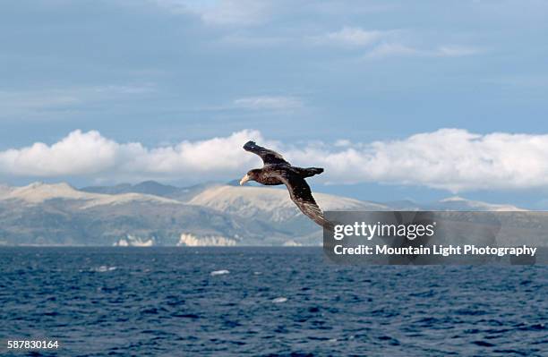 Giant Petrel in Flight Along Coast of Tierra del Fuego