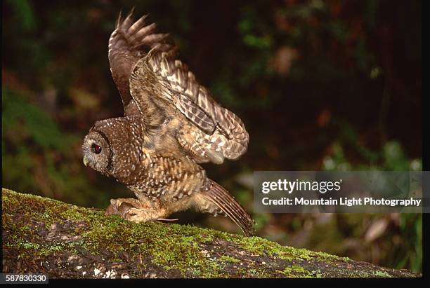 Spotted Owl With Mouse