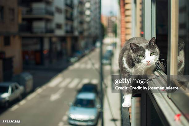 tightrope walker cat - josemanuelerre stock-fotos und bilder