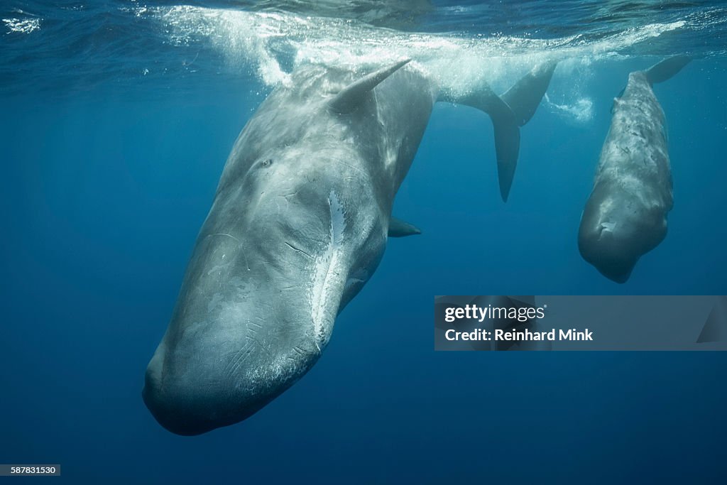 Sperm whales on the move