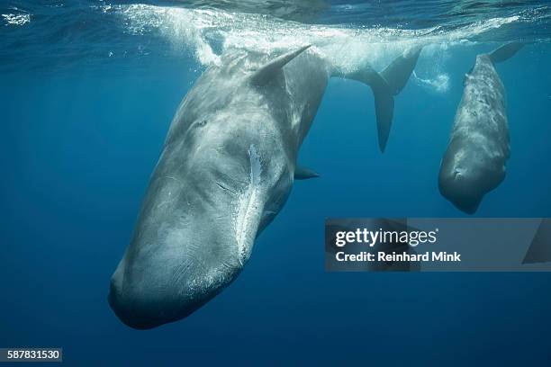 sperm whales on the move - sperm whale stock pictures, royalty-free photos & images