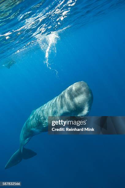 sperm whale and snorkeler - sperm whale stock pictures, royalty-free photos & images