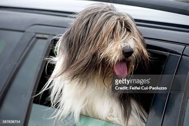 bearded collie dog from a car window at port of ness in isle of lewis of scotland - old english sheepdog stock pictures, royalty-free photos & images