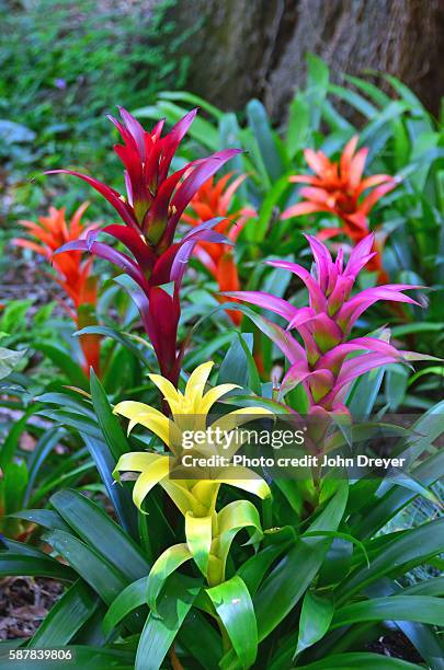 bromeliad patch - bromeliad fotografías e imágenes de stock