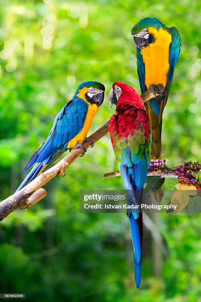 Gold And Blue Macaws and a Green-winged Macaw Perching on Branches