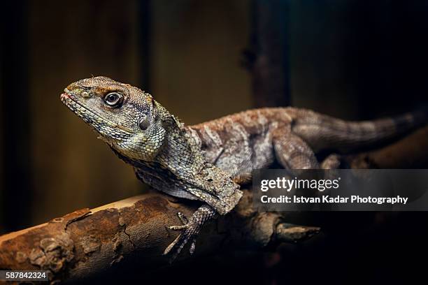 frilled-neck lizard (chlamydosaurus kingii) - clamidosaurio de king fotografías e imágenes de stock