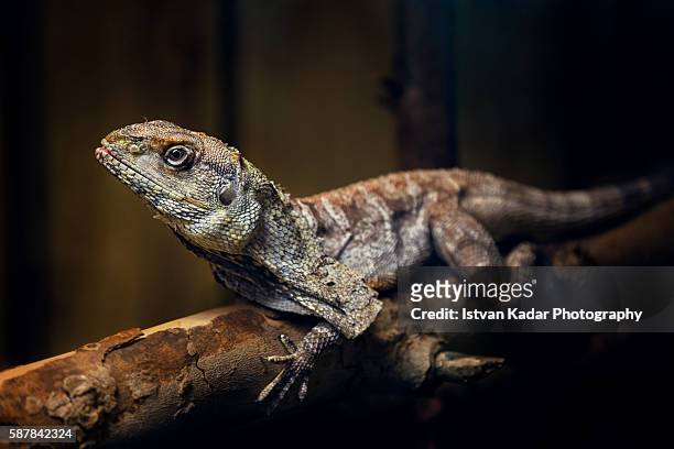 frilled-neck lizard (chlamydosaurus kingii) - frilled lizard stock pictures, royalty-free photos & images
