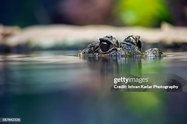 eyes of a west african dwarf crocodile - sumpf stock-fotos und bilder