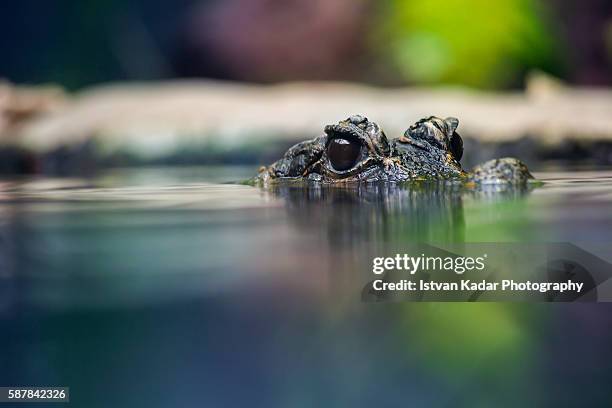 eyes of a west african dwarf crocodile - hidden danger stock pictures, royalty-free photos & images