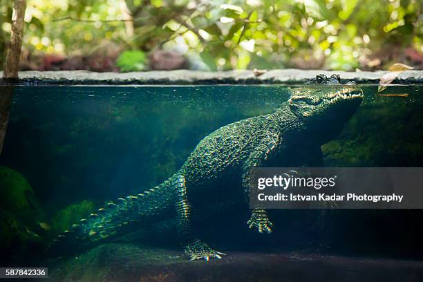 west african dwarf crocodile submerged in water - african dwarf crocodile stock pictures, royalty-free photos & images
