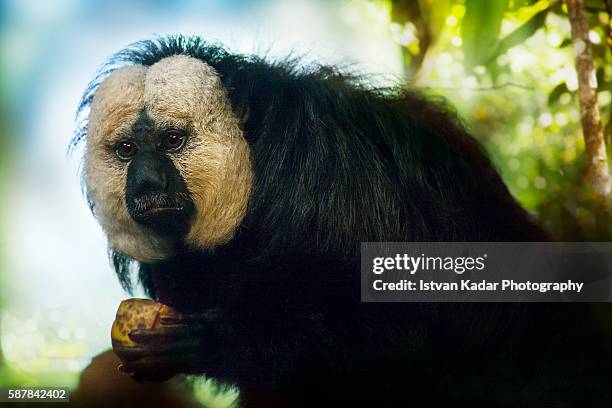 white faced saki monkey (pithecia pithecia) - male portrait - white faced saki monkey stock pictures, royalty-free photos & images