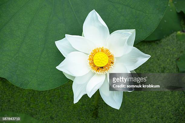 blooming large lotus. - lotus leaf photos et images de collection