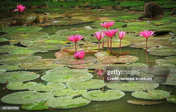 42点のタイニムファのストックフォト Getty Images 42点のタイニムファのストックフォト Getty Images