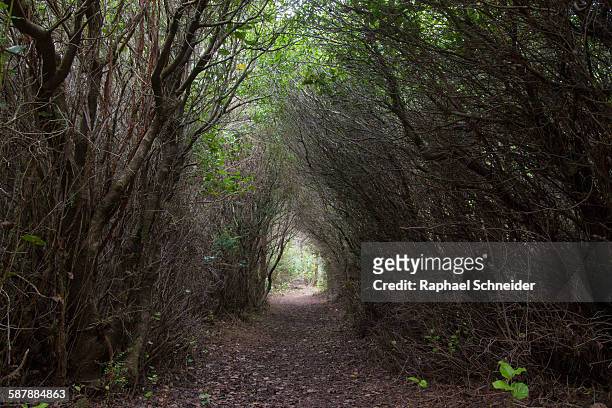 path leading through dense trees - oregon dunes national monument stockfoto's en -beelden