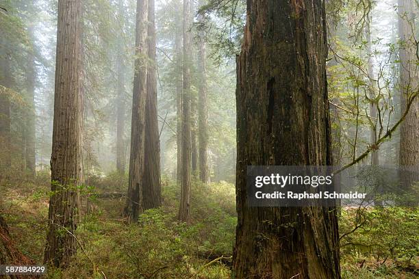 coast redwood (sequoia) forest in mist - tree trunk ストックフォトと画像