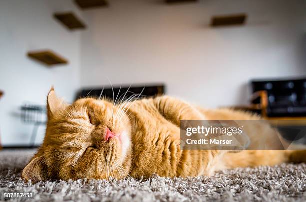 a tabby munchkin cat lying on the carpet - tabby munchkin cat bildbanksfoton och bilder
