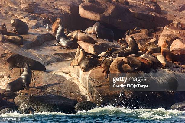 sea lions on the rocks, isla de lobos, uruguay - punta del este - fotografias e filmes do acervo