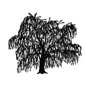 silhouette detached tree willow with leaves