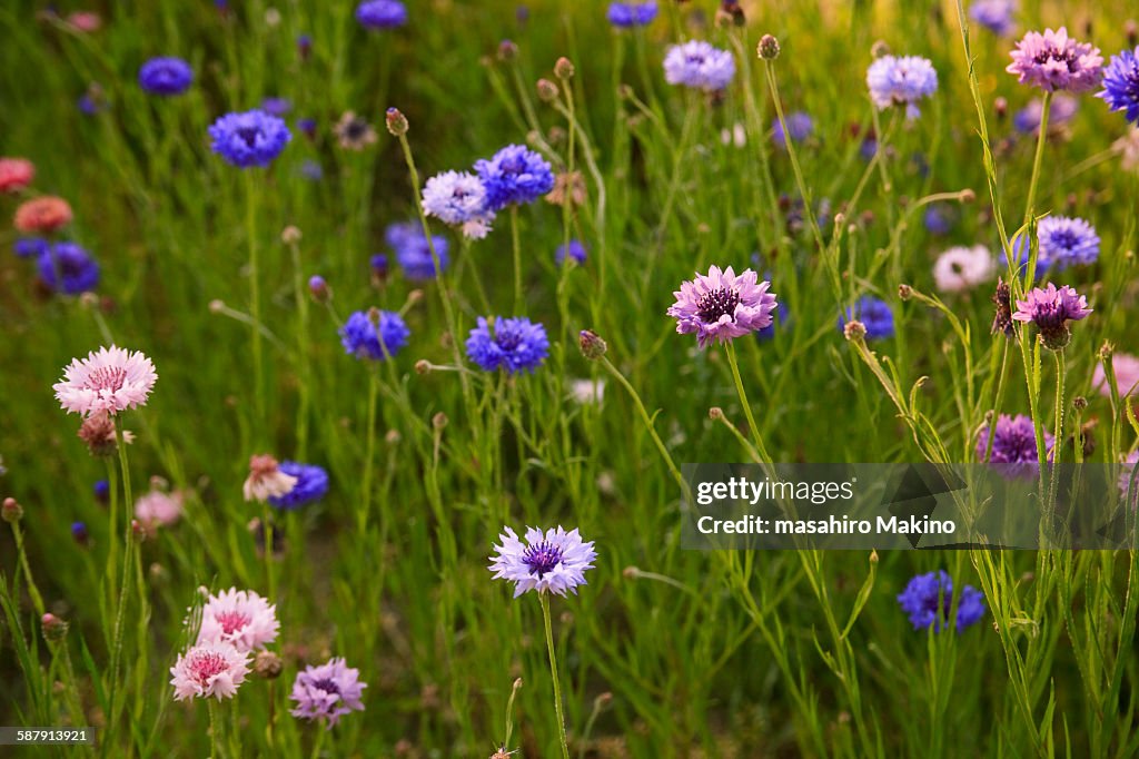 Cornflowers