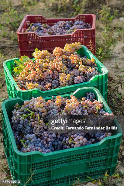 boxes filled with garnacha grape - raceme stock pictures, royalty-free photos & images