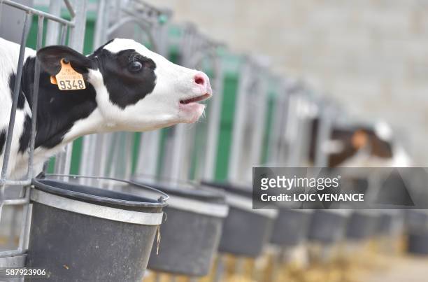 Picture taken on August 10, 2016 in Sulniac, western France, shows a veal in a milk producer and cattle breeder farm. / AFP PHOTO / LOIC VENANCE