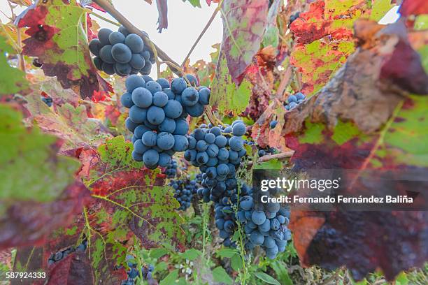 garnacha grape's raceme - raceme stock pictures, royalty-free photos & images