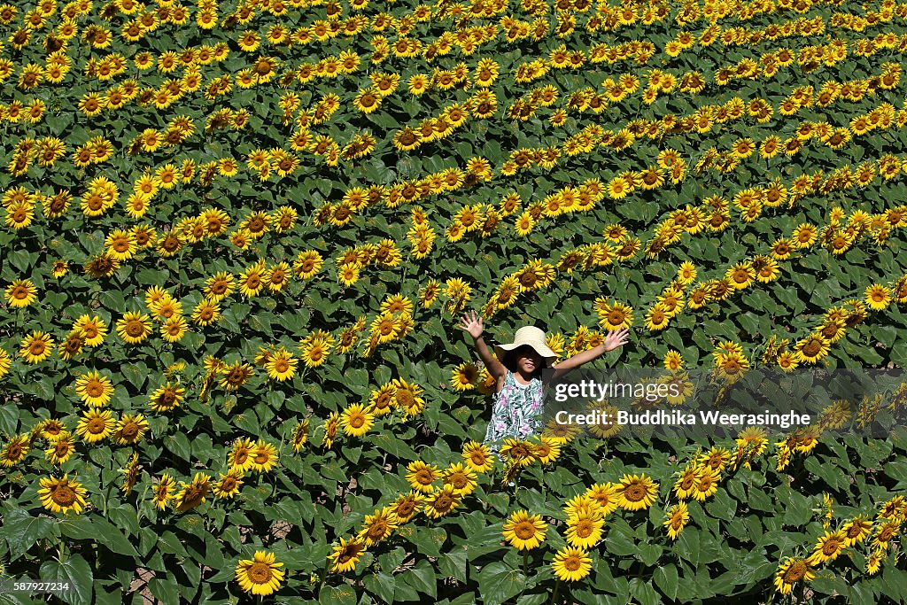 Sunflowers Color Summer Field In Japan