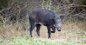 Wild Boar (Sus scrofa) in alert; Santa Clara County, California,