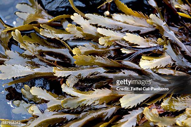 seaweed at ulva of mull in scotland - mull stockfoto's en -beelden